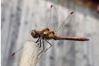 Sympetrum striolatum