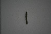 Cydalima perspectalis