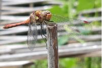 Sympetrum striolatum