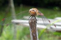 Sympetrum striolatum