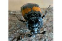 Nicrophorus vespilloides