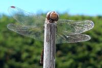 Sympetrum striolatum