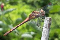 Sympetrum striolatum