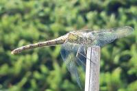 Sympetrum striolatum