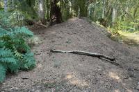 Formica rufa sensu lato