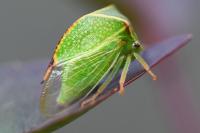 Stictocephala bisonia