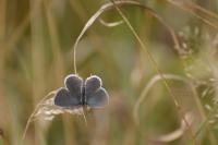 Polyommatus icarus