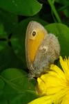 Coenonympha pamphilus