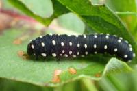 Athalia scutellariae