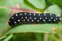 Athalia scutellariae