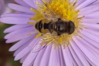 Eristalis arbustorum