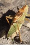Tettigonia cantans