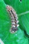 Acronicta rumicis