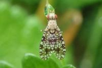 Trypetoptera punctulata