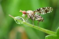 Trypetoptera punctulata