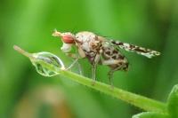 Trypetoptera punctulata
