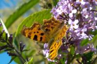 Polygonia c-album