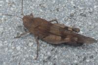 Oedipoda caerulescens