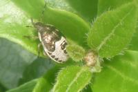 Holcostethus sphacelatus