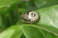 Holcostethus sphacelatus