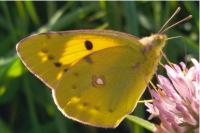 Colias crocea