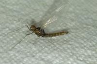 Ephemerella