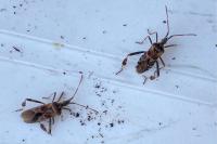 Leptoglossus occidentalis