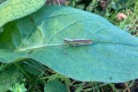Mecostethus parapleurus
