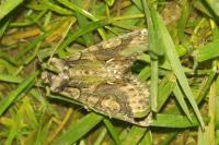 Allophyes oxyacanthae