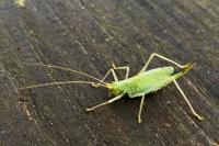 Meconema thalassinum