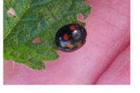 Exochomus quadripustulatus