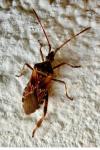 Leptoglossus occidentalis