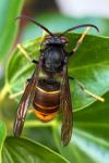 Vespa velutina nigrithorax