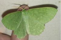 Geometra papilionaria