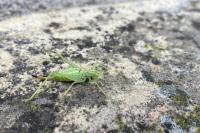 Meconema meridionale