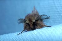 Ptilophora plumigera