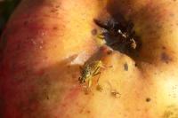 Scathophaga stercoraria