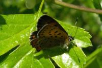 Lycaena helle
