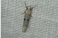 Yponomeuta plumbella