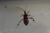 Leptoglossus occidentalis