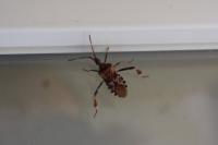 Leptoglossus occidentalis