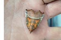 Scoliopteryx libatrix