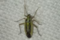 Stenotus binotatus
