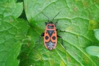 Pyrrhocoris apterus