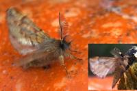 Ptilophora plumigera