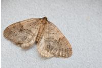 Operophtera brumata