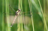 Orthetrum albistylum