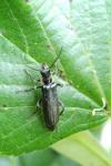 Cantharis obscura