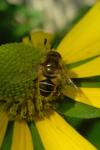 Eristalis nemorum