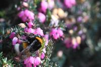 Bombus